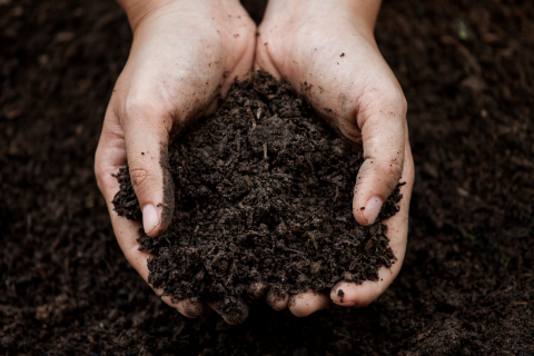 Healthy Soils, Sustainable Tomorrow