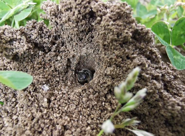 Soil-Pollinators: Understand, Manage, Protect