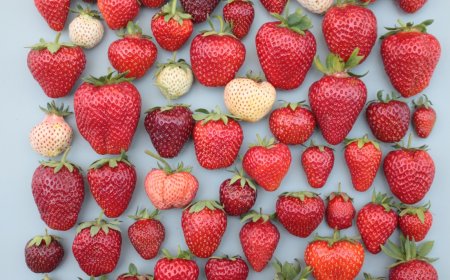Workshop on Genetic Resources: Eurice to Share Expertise on Intellectual Property