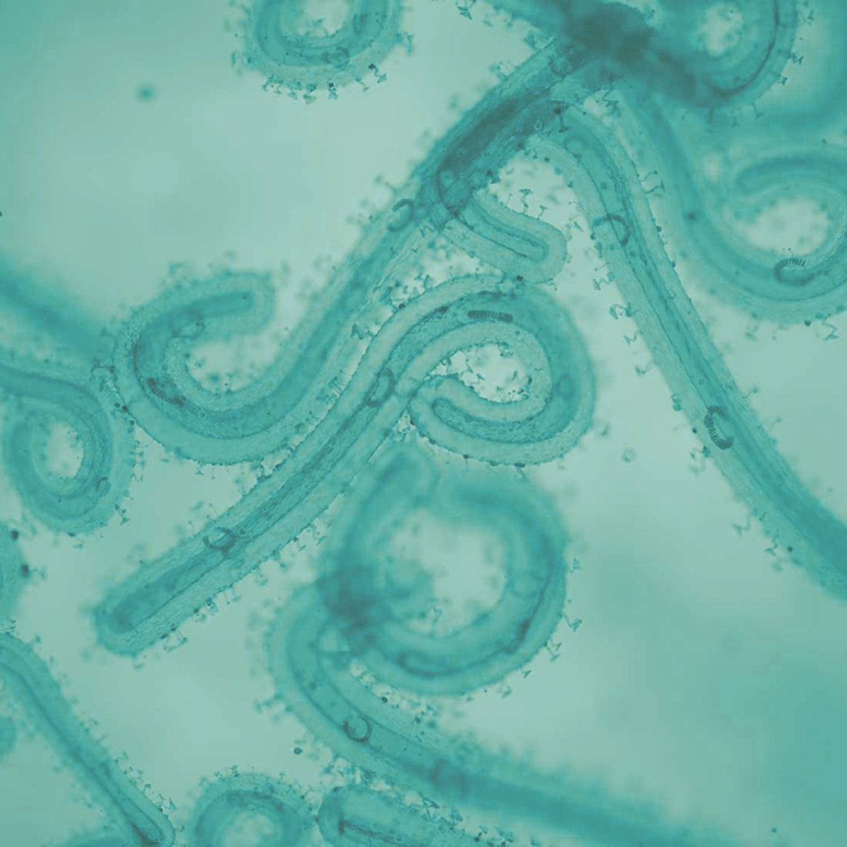 Towards Improved Pandemic Preparedness 