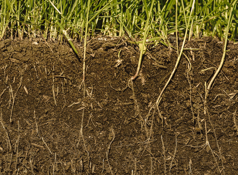 A Living System Beneath Our Feet A Living System Beneath Our Feet