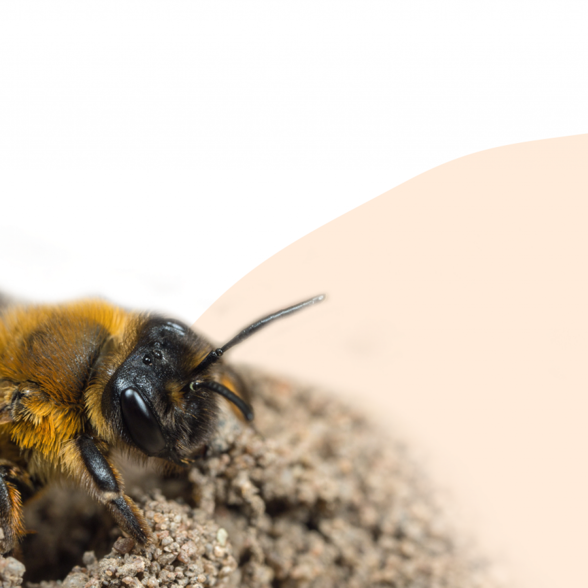 Unravelling the Hidden Links between Soils and Pollinators