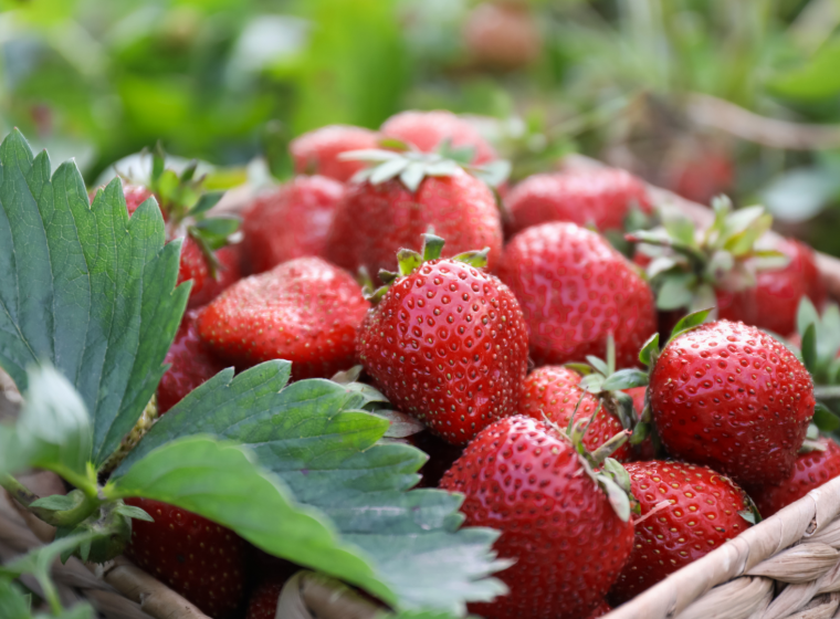 Translating Genetic Diversity Into Agricultural Innovation