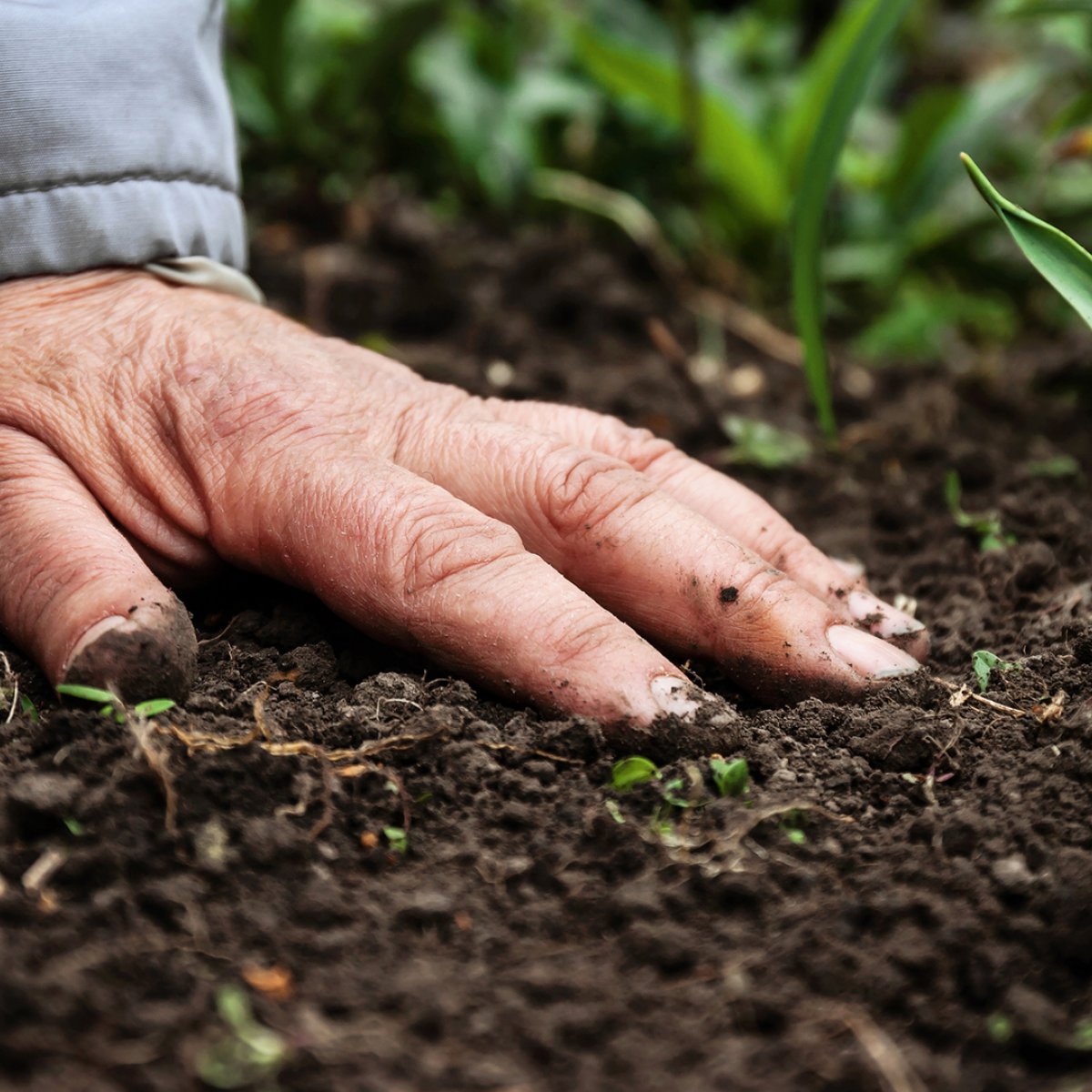 Making Soil Biodiversity Visible to Society