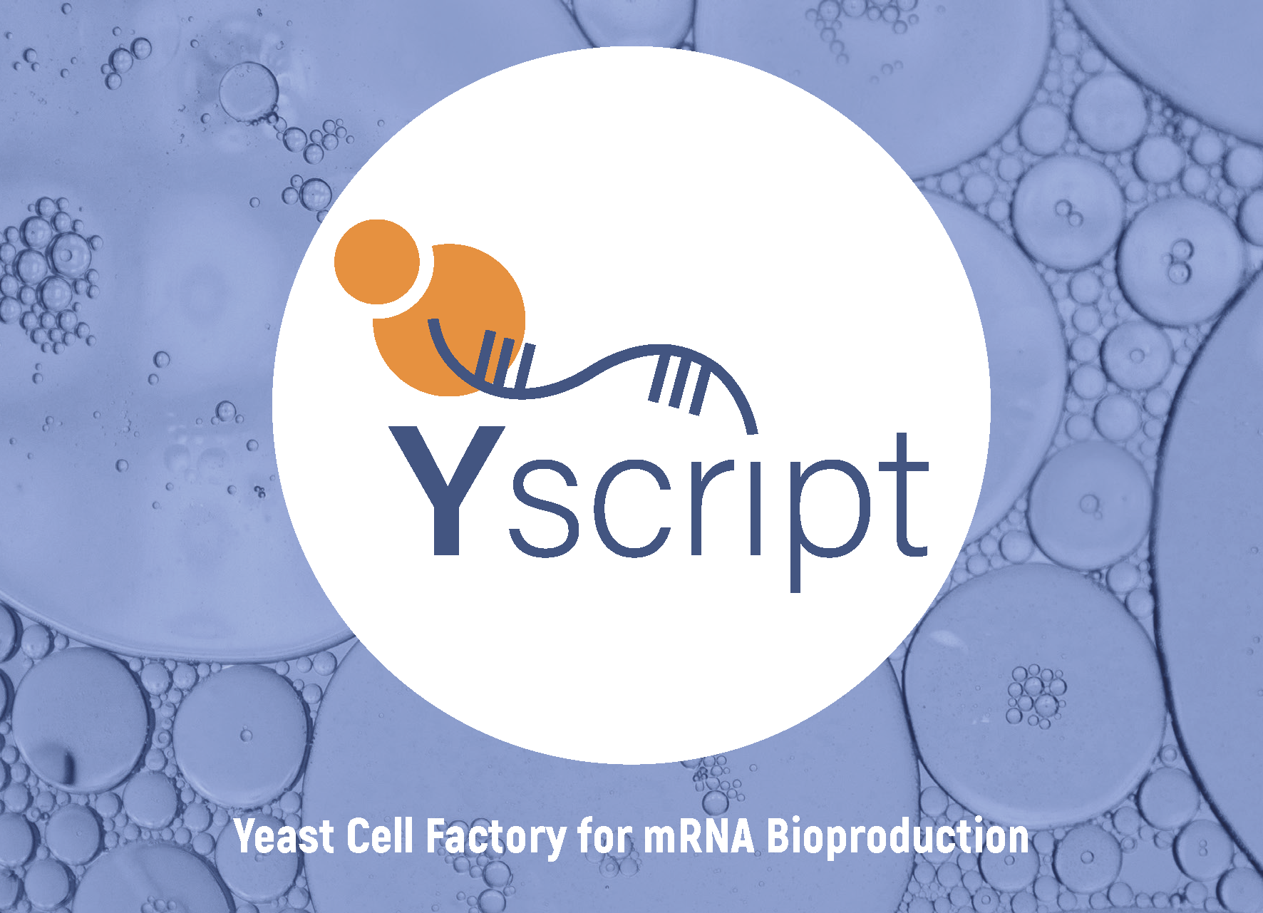 Yscript Delivers Proof-of-Concept for Yeast-based mRNA Production – A Milestone on the Road to Scalable, Affordable Therapeutics